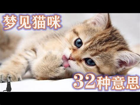 夢見貓生小貓號碼 龍 過年